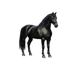 Obraz premium Majestic black horse standing gracefully in natural setting