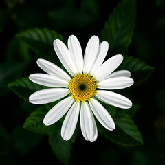Fototapeta premium white daisy flower