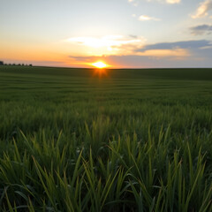 Fototapeta premium sunset over the field