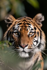 Naklejka premium Regal Tiger: A tiger prowling through a dense jungle, its orange and black stripes blending perfectly with the sunlight and shadows of the foliage.