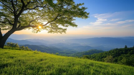 Obraz premium Majestic tree on hill breathtaking mountain vista and scenic landscape