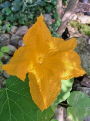 Pumpkin flower