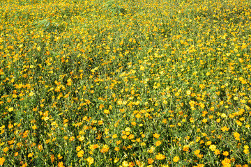 Beautiful sulfur cosmos (cosmos sulphureus) flowers.