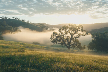 Fototapeta premium Lonely tree standing in an open field surrounded by thick fog on a calm and mysterious morning landscape