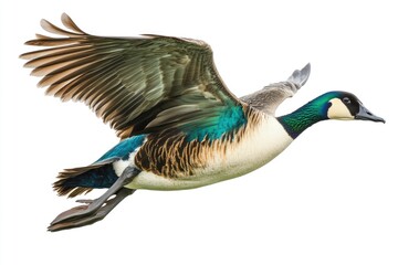 Obraz premium Duck in Flight