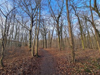wonderful Plänterwald Forest in Berlin Treptow in Winter and with blue sky
