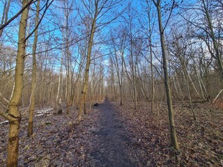 wonderful Plänterwald Forest in Berlin Treptow in Winter and with blue sky