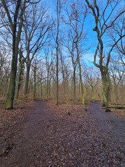 wonderful Plänterwald Forest in Berlin Treptow in Winter and with blue sky