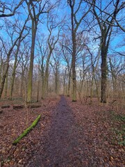 wonderful Plänterwald Forest in Berlin Treptow in Winter and with blue sky