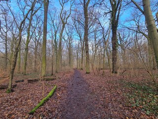 wonderful Plänterwald Forest in Berlin Treptow in Winter and with blue sky