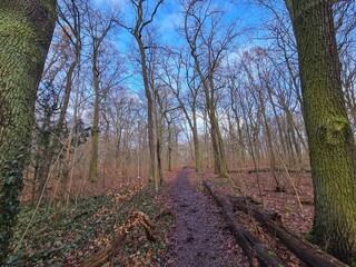 wonderful Plänterwald Forest in Berlin Treptow in Winter and with blue sky