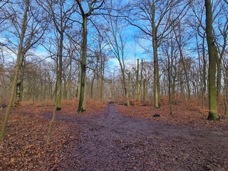 wonderful Plänterwald Forest in Berlin Treptow in Winter and with blue sky