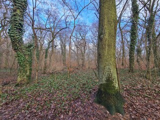 Plänterwald Forest Landscape in Berlin Treptow