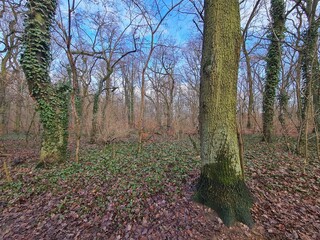 Plänterwald Forest Landscape in Berlin Treptow