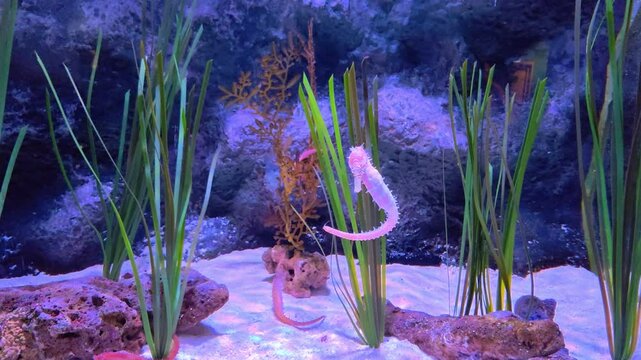 Barbour's seahorse swimming around debris in the water. Seahorse in an aquarium. 
