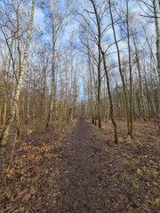 nature landscape - Plänterwald Forest in Berlin Treptow