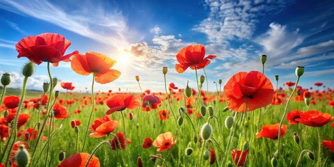 Obraz premium A field of poppies swaying gently in the breeze against a bright blue sky and lush green grass, nature, bloom, nature