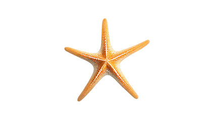 Bright orange starfish displayed against a plain white background showcasing its unique texture and shape