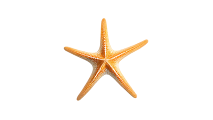 Bright orange starfish displayed against a plain white background showcasing its unique texture and shape