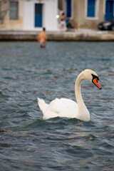 Fototapeta premium A graceful swan glides effortlessly on the sea's gentle waves. Its pristine feathers glisten in the sunlight, and its serene presence beautifully contrasts with the vast expanse of the ocean. The rhyt