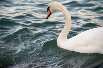 A graceful swan glides effortlessly on the sea's gentle waves. Its pristine feathers glisten in the sunlight, and its serene presence beautifully contrasts with the vast expanse of the ocean. The rhyt