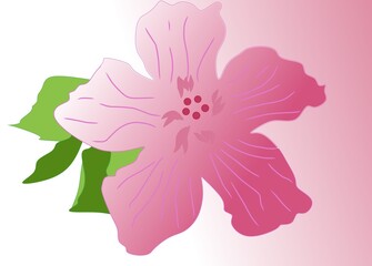 Fototapeta premium illustration of a pink hibiscus flower. The flower is depicted in a simple, stylized way, with five petals and a half petals and a few leaves