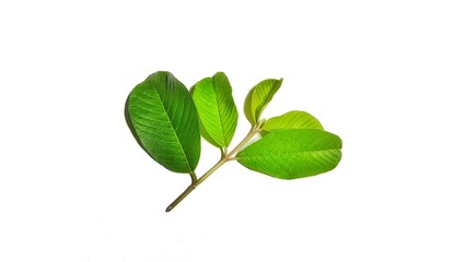 Obraz premium Guava leaves (Psidium guineense) on white background