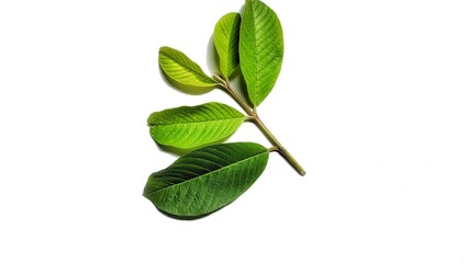 Guava leaves (Psidium guineense) on white background