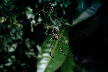 Palm Spider hanging on a spider's web withh green bacground