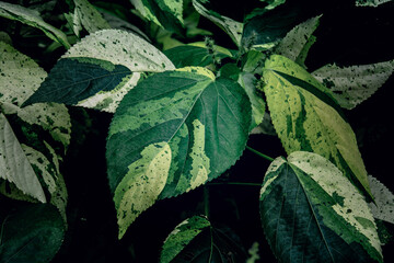 A green yellow leaves of Acalypha wilkesiana