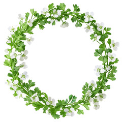 Photograph of Coriander Flower Wreath on Plain Transparent Background
