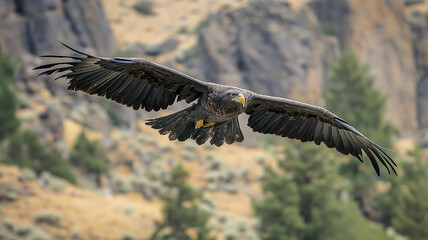 Obraz premium Majestic eagle soaring gracefully over rugged terrain, showcasing its powerful wings and keen gaze. stunning display of nature beauty and strength