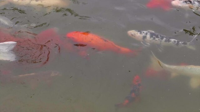 Slow Motion Koi Fish in Pond