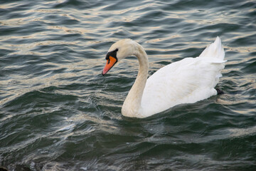 Obraz premium A graceful swan glides effortlessly on the sea's gentle waves. Its pristine feathers glisten in the sunlight, and its serene presence beautifully contrasts with the vast expanse of the ocean. The rhyt