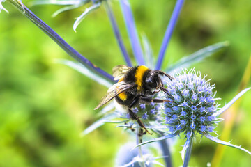 Macro shot of a bumblebee collecting nectar from a flower