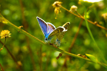 Beautiful butterflies in love on grass, vivid macro scene