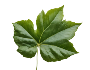 A single green leaf with five main lobes, pointed tips Isolated on White And Transparent Background.