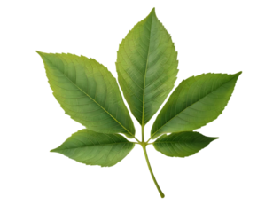 A single green leaf with five main lobes, pointed tips Isolated on White And Transparent Background.