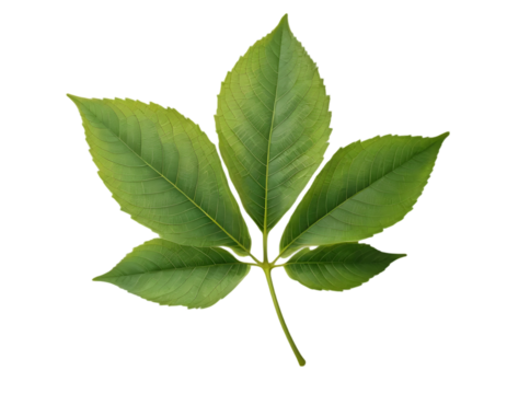 A single green leaf with five main lobes, pointed tips Isolated on White And Transparent Background.