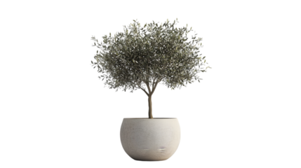 potted tree png