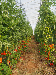 Moshav Ein Yahav Greenhouses