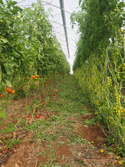 Moshav Ein Yahav Greenhouses