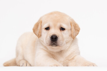beige labrador puppy on white background