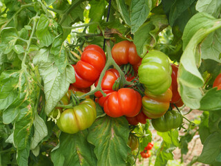 Moshav Ein Yahav Greenhouses