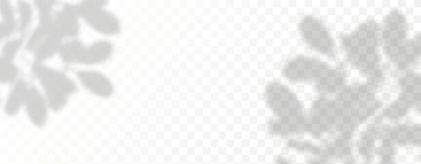 Glare from the sun's rays on the wall. Blurred shadows from leaves and plants in the room. Soft overlay of natural light. Abstract background for product presentation.Natural light layout.