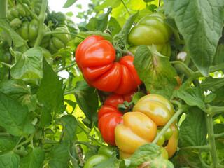 Moshav Ein Yahav Greenhouses