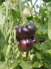 Moshav Ein Yahav Greenhouses