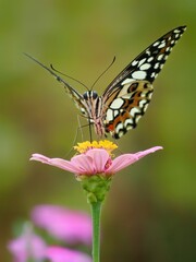 Potrait Beautiful tropical lovely butterfly sitting bright yellow tropical flower on blur green background macro, 29 January 2025 Indonesia