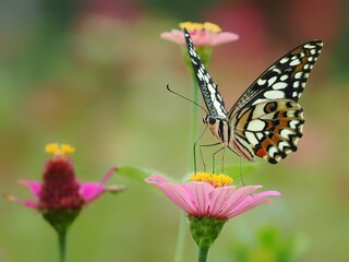 Potrait Beautiful tropical lovely butterfly sitting bright yellow tropical flower on blur green background macro, 29 January 2025 Indonesia
