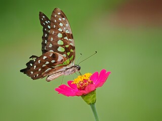 Potrait Beautiful tropical lovely butterfly sitting bright yellow tropical flower on blur green background macro, 29 January 2025 Indonesia